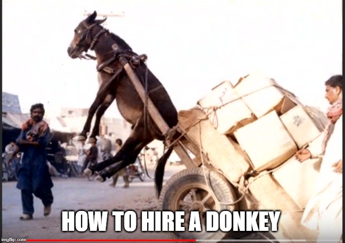 donkey hire | HOW TO HIRE A DONKEY | image tagged in donkey,silly ass | made w/ Imgflip meme maker