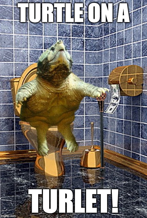 TURTLE ON A; TURLET! | image tagged in turtle,toilet | made w/ Imgflip meme maker