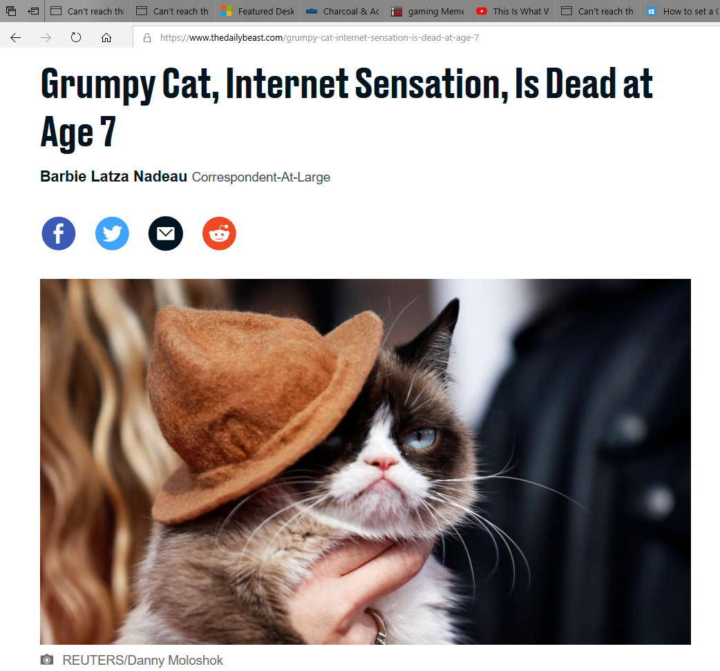 High Quality Grumpy Cat Dead Blank Meme Template