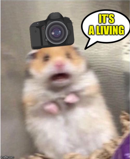 Scared Hamster | IT’S A LIVING | image tagged in scared hamster | made w/ Imgflip meme maker