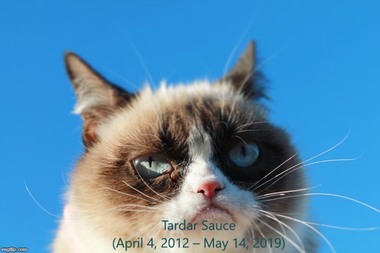R.I.P. Grumpy Cat | image tagged in grumpy cat | made w/ Imgflip meme maker