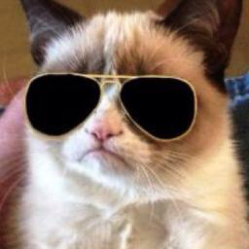 High Quality Grumpy Cat Incognito Blank Meme Template