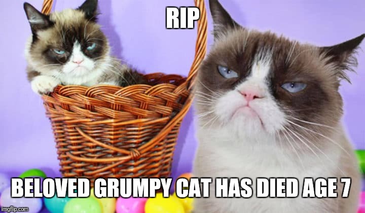I just found out, her name was Tardar Sauce. | RIP; BELOVED GRUMPY CAT HAS DIED AGE 7 | image tagged in grumpy cat,rip,tardar sauce | made w/ Imgflip meme maker