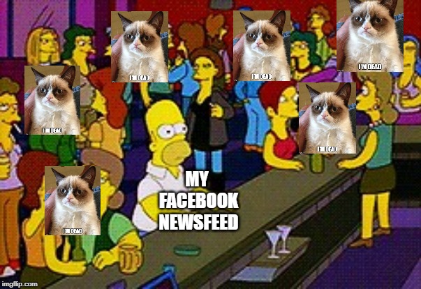 RIP Grumpy Cat | MY FACEBOOK NEWSFEED | image tagged in homer bar | made w/ Imgflip meme maker