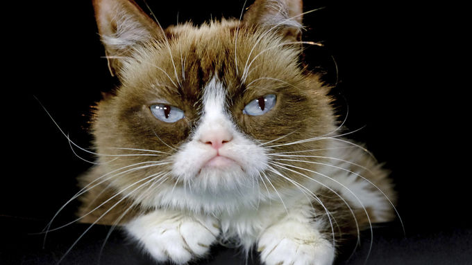 grumpy cat pose Blank Meme Template