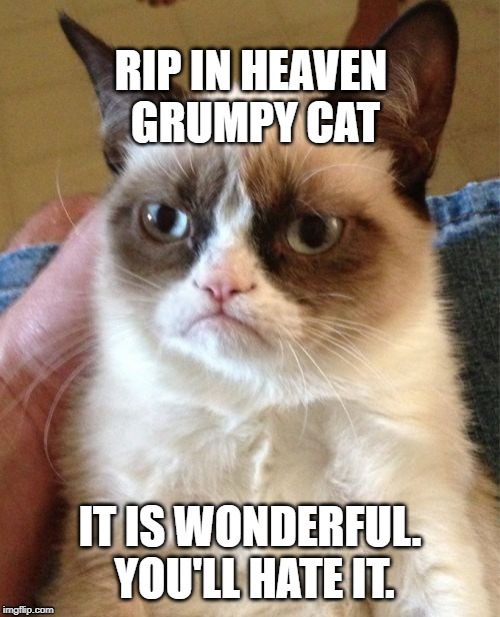 Grumpy Cat Meme | RIP IN HEAVEN GRUMPY CAT; IT IS WONDERFUL. YOU'LL HATE IT. | image tagged in memes,grumpy cat | made w/ Imgflip meme maker