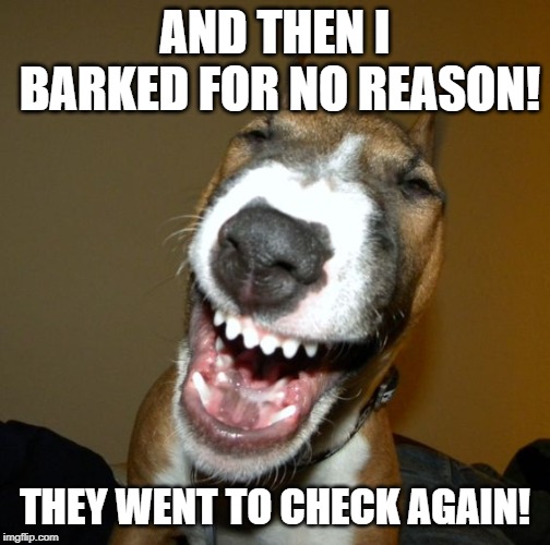 Laughing dog | AND THEN I BARKED FOR NO REASON! THEY WENT TO CHECK AGAIN! | image tagged in laughing dog | made w/ Imgflip meme maker