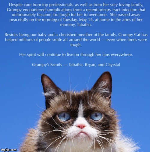 RIP To the grumpiest cat | image tagged in grumpy cat,rip | made w/ Imgflip meme maker