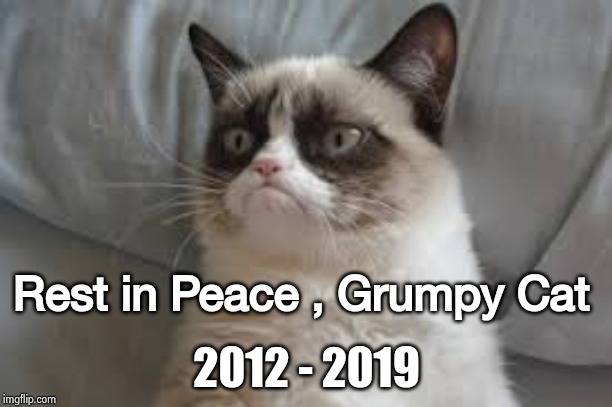 A Cat who will be with us forever |  Rest in Peace , Grumpy Cat; 2012 - 2019 | image tagged in grumpy cat,rest in peace,immortal,if we had memes in the 90s big | made w/ Imgflip meme maker