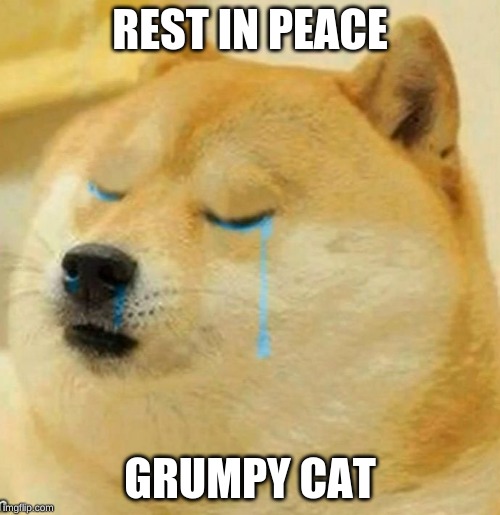 sad doge | REST IN PEACE; GRUMPY CAT | image tagged in sad doge | made w/ Imgflip meme maker