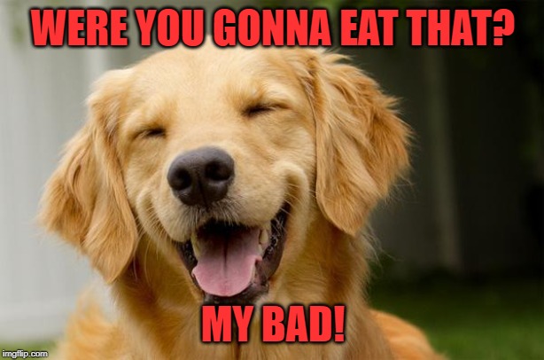 Happy Dog | WERE YOU GONNA EAT THAT? MY BAD! | image tagged in happy dog | made w/ Imgflip meme maker