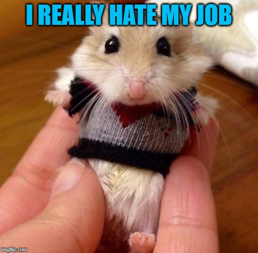 Hampster in sweater | I REALLY HATE MY JOB | image tagged in hampster in sweater | made w/ Imgflip meme maker