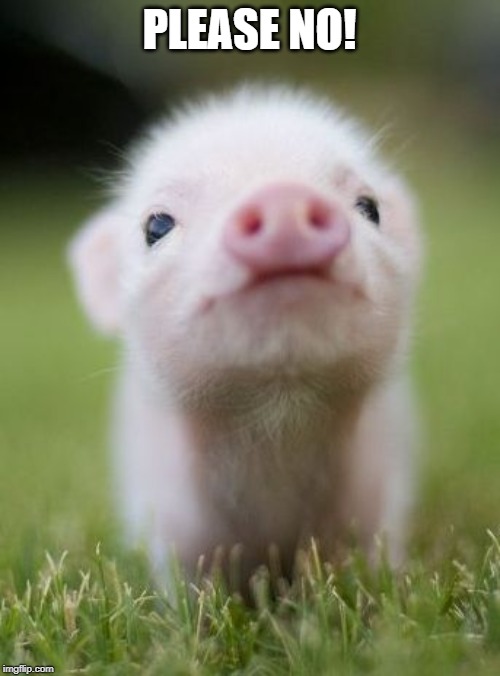 Baby pig | PLEASE NO! | image tagged in baby pig | made w/ Imgflip meme maker