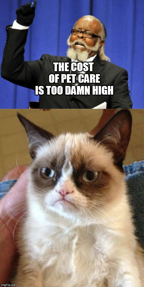 THE COST OF PET CARE IS TOO DAMN HIGH | image tagged in memes,too damn high,grumpy cat | made w/ Imgflip meme maker