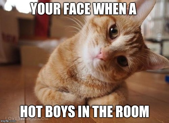 Curious Question Cat |  YOUR FACE WHEN A; HOT BOYS IN THE ROOM | image tagged in curious question cat | made w/ Imgflip meme maker