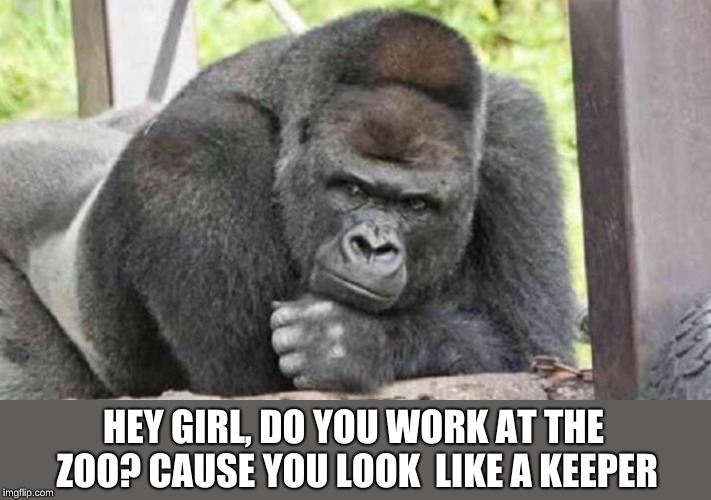 Zoo Week May 12-18 | HEY GIRL, DO YOU WORK AT THE ZOO? CAUSE YOU LOOK 
LIKE A KEEPER | image tagged in handsome gorilla | made w/ Imgflip meme maker