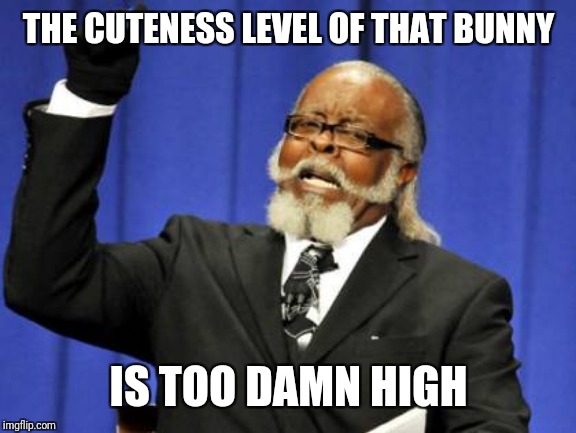 Too Damn High Meme | THE CUTENESS LEVEL OF THAT BUNNY IS TOO DAMN HIGH | image tagged in memes,too damn high | made w/ Imgflip meme maker