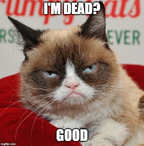 Grumpy Cat, Internet Celebrity With a Piercing Look of Contempt, Is Dead at  7 - The New York Times