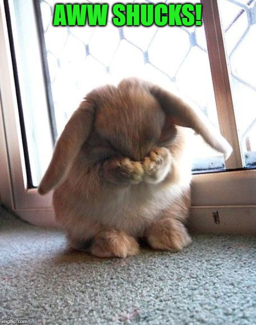 embarrassed bunny | AWW SHUCKS! | image tagged in embarrassed bunny | made w/ Imgflip meme maker