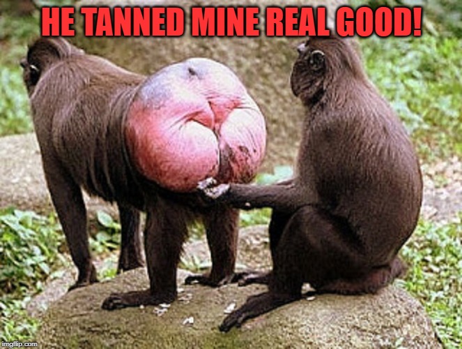 Monkey butt | HE TANNED MINE REAL GOOD! | image tagged in monkey butt | made w/ Imgflip meme maker