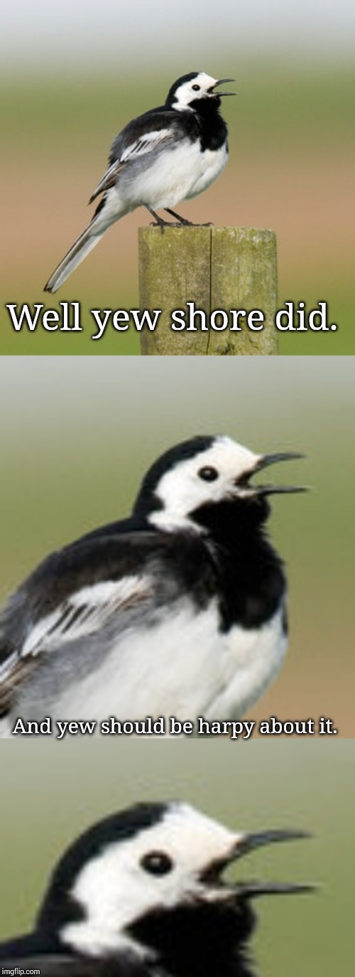 Bad Pun Flashtail | Well yew shore did. And yew should be harpy about it. | image tagged in bad pun flashtail | made w/ Imgflip meme maker