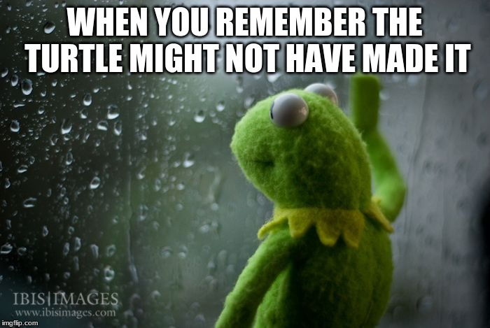 kermit window | WHEN YOU REMEMBER THE TURTLE MIGHT NOT HAVE MADE IT | image tagged in kermit window | made w/ Imgflip meme maker