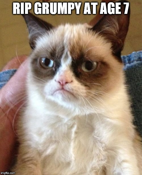 Grumpy Cat Meme | RIP GRUMPY AT AGE 7 | image tagged in memes,grumpy cat | made w/ Imgflip meme maker