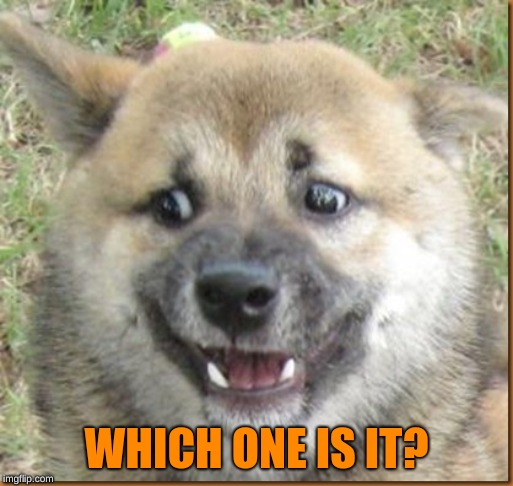 Confused Dog | WHICH ONE IS IT? | image tagged in confused dog | made w/ Imgflip meme maker