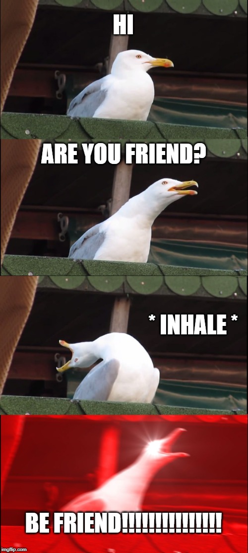 Inhaling Seagull | HI; ARE YOU FRIEND? * INHALE *; BE FRIEND!!!!!!!!!!!!!!! | image tagged in memes,inhaling seagull | made w/ Imgflip meme maker