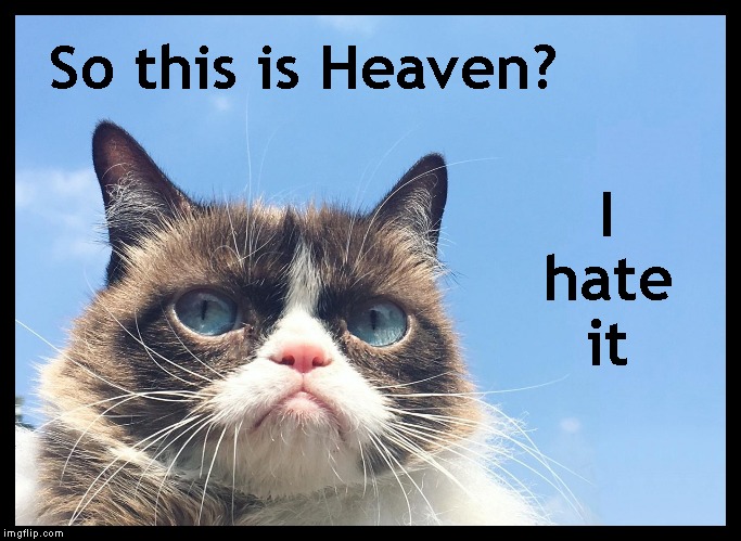 Some Days Are Grumpier Than Others | So this is Heaven? I    hate      it | image tagged in memes,grumpy cat,rip | made w/ Imgflip meme maker
