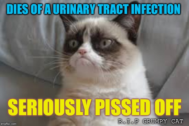 In memory of the late great Tadar Sauce |  DIES OF A URINARY TRACT INFECTION; SERIOUSLY PISSED OFF; R.I.P GRUMPY CAT | image tagged in grumpy cat,rest in peace,infection | made w/ Imgflip meme maker