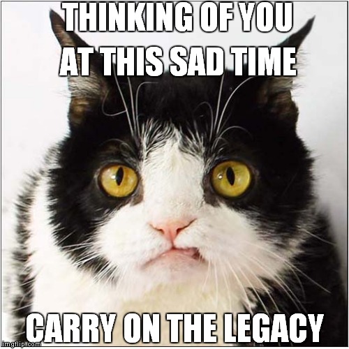The Grumpiness Should Live On | THINKING OF YOU; AT THIS SAD TIME; CARRY ON THE LEGACY | image tagged in cats,grumpy cat,pokey | made w/ Imgflip meme maker