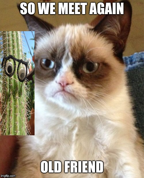 Grumpy Cat Meme | SO WE MEET AGAIN; OLD FRIEND | image tagged in memes,grumpy cat | made w/ Imgflip meme maker