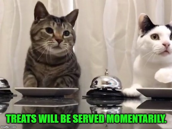 cat treats | TREATS WILL BE SERVED MOMENTARILY. | image tagged in cat treats | made w/ Imgflip meme maker