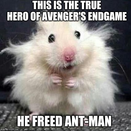Stressed Mouse | THIS IS THE TRUE HERO OF AVENGER'S ENDGAME; HE FREED ANT-MAN | image tagged in stressed mouse | made w/ Imgflip meme maker