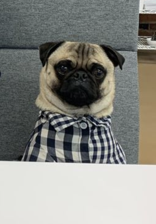 pug template + assign attribute value