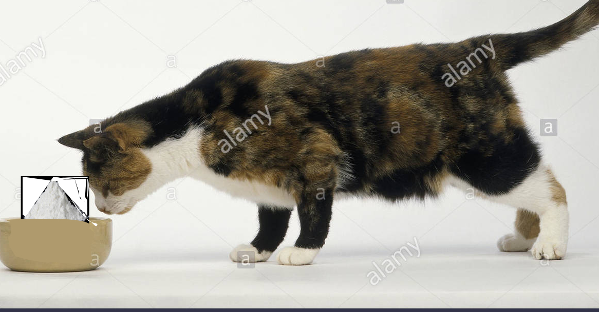 crack cat Blank Meme Template