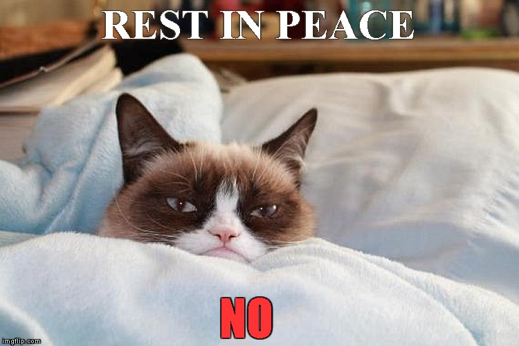 Farewell Little Grump | REST IN PEACE; NO | image tagged in memes,grumpy cat,rip | made w/ Imgflip meme maker