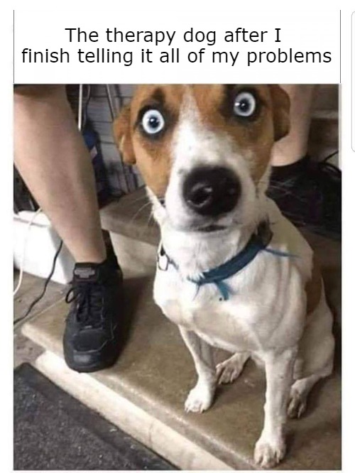 The therapy dog after I finish telling it all of my problems | image tagged in therapy dog,dark humor,problems | made w/ Imgflip meme maker