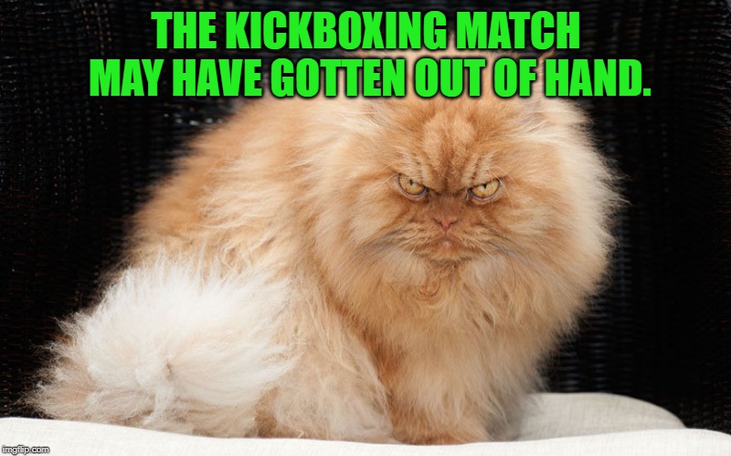 Angry Cat | THE KICKBOXING MATCH MAY HAVE GOTTEN OUT OF HAND. | image tagged in angry cat | made w/ Imgflip meme maker