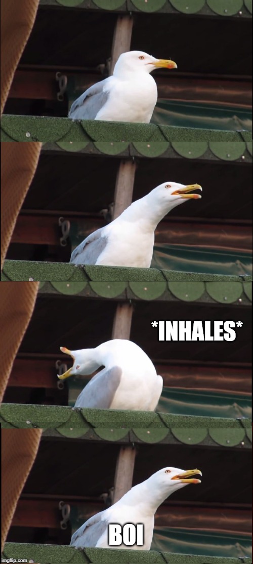 OMG THIS SEAGULL IS EPIC XD | *INHALES*; BOI | image tagged in memes,inhaling seagull | made w/ Imgflip meme maker