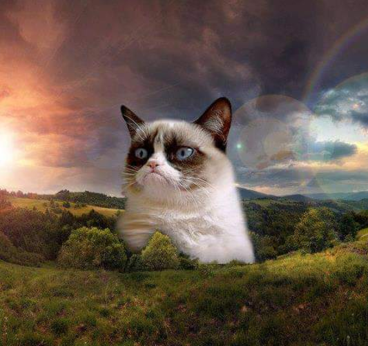 High Quality Grumpy Cat in Memoriam Blank Meme Template