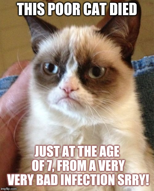 A Sad Thing To Say Abot Grumpy Cat | THIS POOR CAT DIED; JUST AT THE AGE OF 7, FROM A VERY VERY BAD INFECTION SRRY! | image tagged in memes,grumpy cat | made w/ Imgflip meme maker