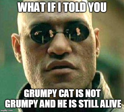 What if i told you | WHAT IF I TOLD YOU GRUMPY CAT IS NOT GRUMPY AND HE IS STILL ALIVE | image tagged in what if i told you | made w/ Imgflip meme maker