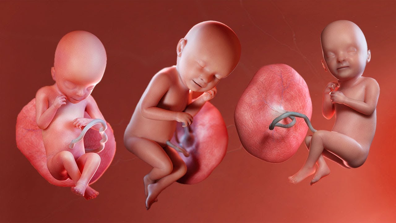 Babies in the womb Blank Meme Template