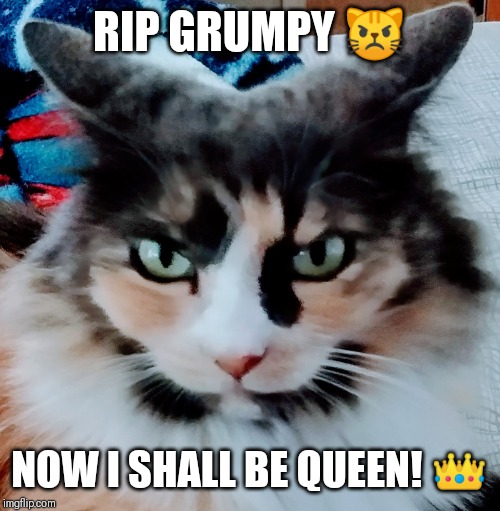 KiKi | RIP GRUMPY 😾; NOW I SHALL BE QUEEN! 👑 | image tagged in kiki | made w/ Imgflip meme maker
