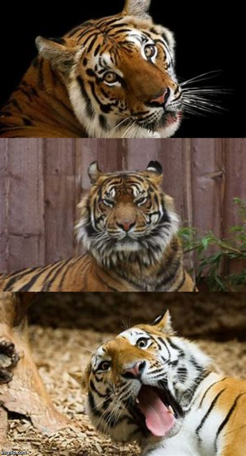 Bad Pun Tiger Blank Meme Template