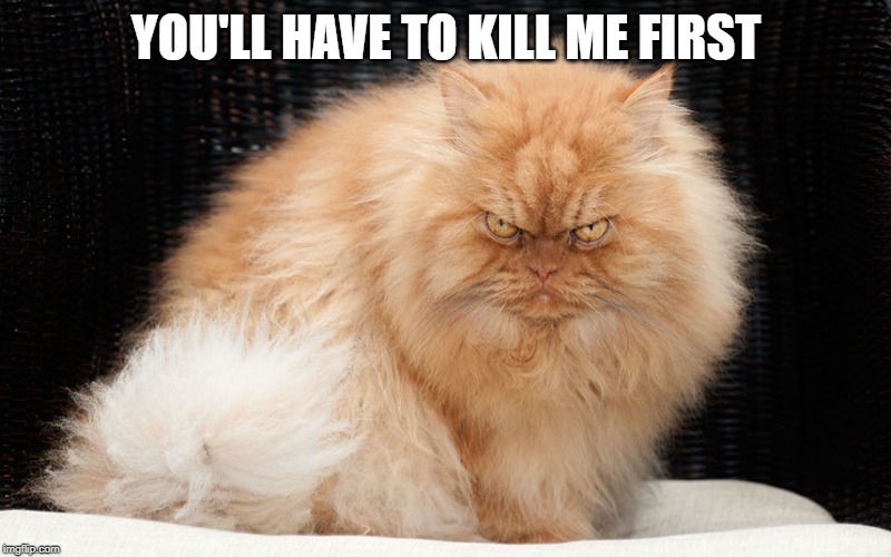 Angry Cat | YOU'LL HAVE TO KILL ME FIRST | image tagged in angry cat | made w/ Imgflip meme maker