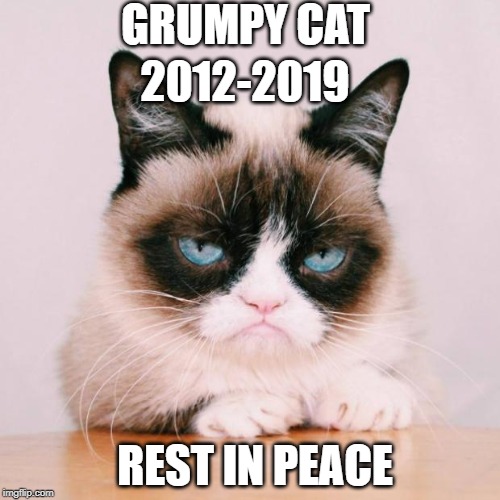 Grumpy Cat | GRUMPY CAT; 2012-2019; REST IN PEACE | image tagged in grumpy cat again | made w/ Imgflip meme maker
