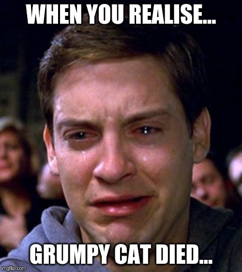 RIP: Grumpy Cat - The grumpiest cat. | WHEN YOU REALISE... GRUMPY CAT DIED... | image tagged in crying peter parker | made w/ Imgflip meme maker